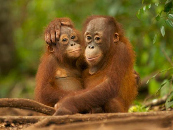 Zwei junge Orang-Utans umarmen sich