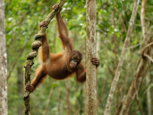 Junger Orang Utan hängt an einer Liane
