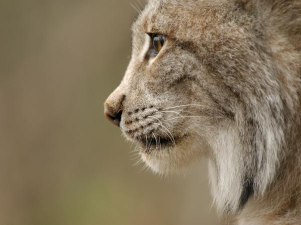 Lynx in Siberia