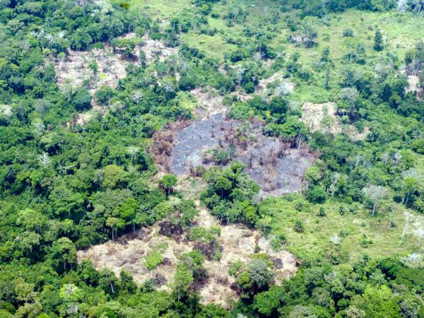 Abholzung im Kongo, Perspektive aus der Luft