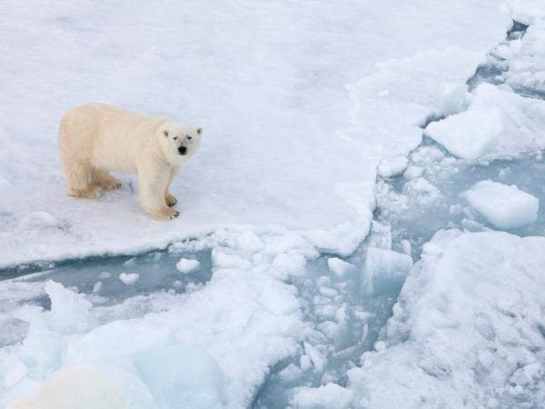 Eisbär auf dem arktischen Meereis