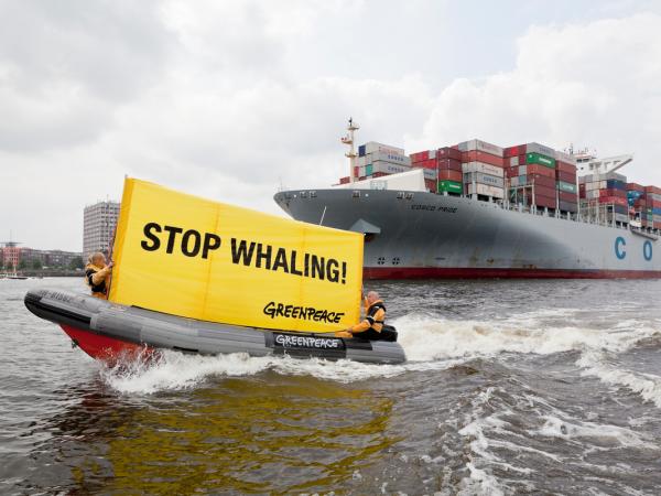 Greenpeace-Aktive protestieren auf einem Schlauchboot gegen den Walfang