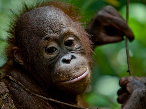 Orangutan Junges im Urwald