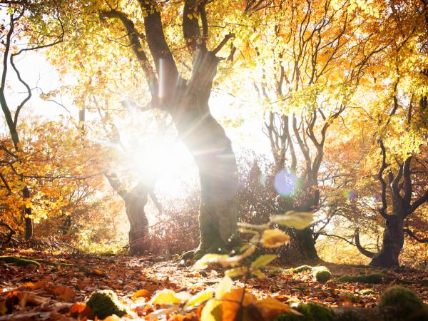 Herbstsonne auf Buchen im Kellerwald in Hessen.