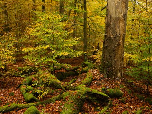 Buchen im Spessart in Deutschland, Totholz auf dem Waldboden 