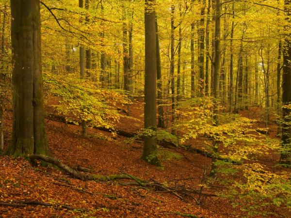 Buchenwälder im Spessart-Gebirge in Bayern