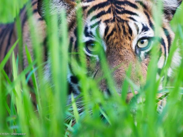 Sumatran Tiger in Tambling Wildlife Nature Conservation
