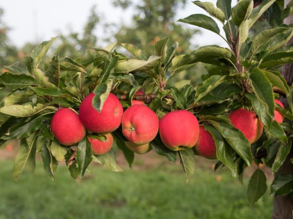 Apple Sampling for Pesticides Testing in Germany