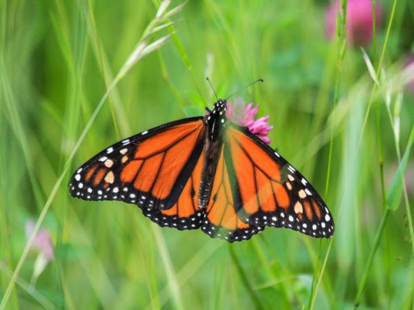 Ein Monarch Schmetterling im kanadischen Urwald