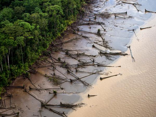 Ertrunkene Mangrovenbäume am Amazonas
