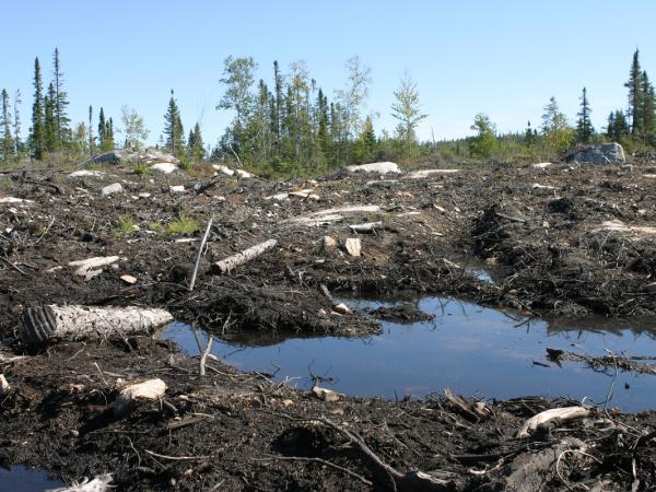 Ein zerstörtes Gebiet in den borealen Wäldern in Kanada