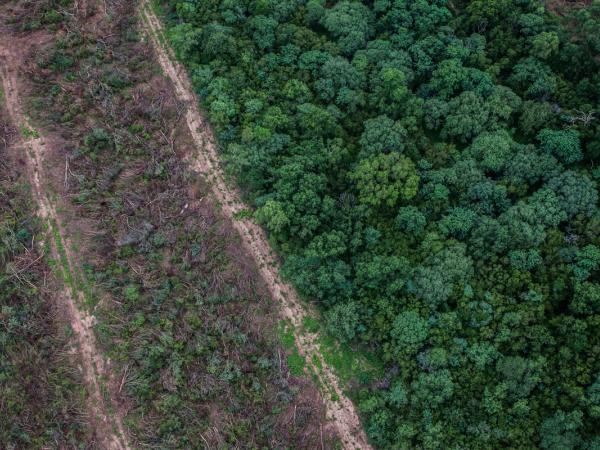 Zerstörte Wälder neben nicht zerstören Wäldern