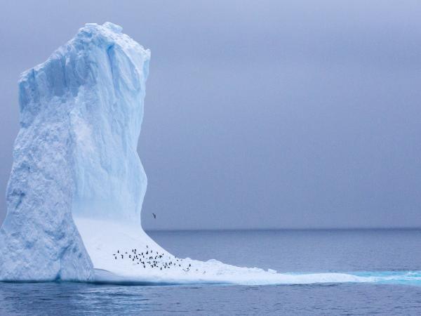 Penguins on Iceberg in the Antarctic