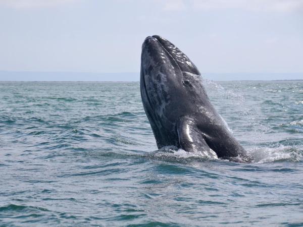 Grey Whale in Mexico