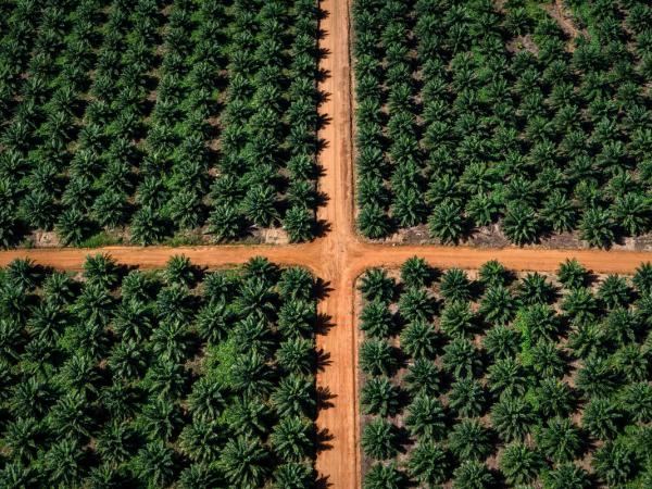 Palmölplantage aus der Luft