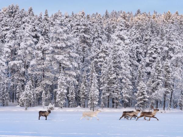 Rentiere vor einem verschneiten Wald in Finnland