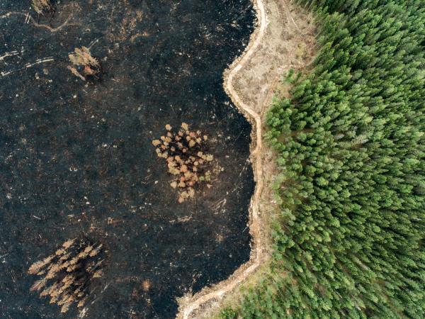 Waldzerstörung in Finnland aus der Luftperspektive