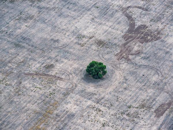 Abholzung von Wäldern für die Landwirtschaft in der Provinz Chaco, Argentinien