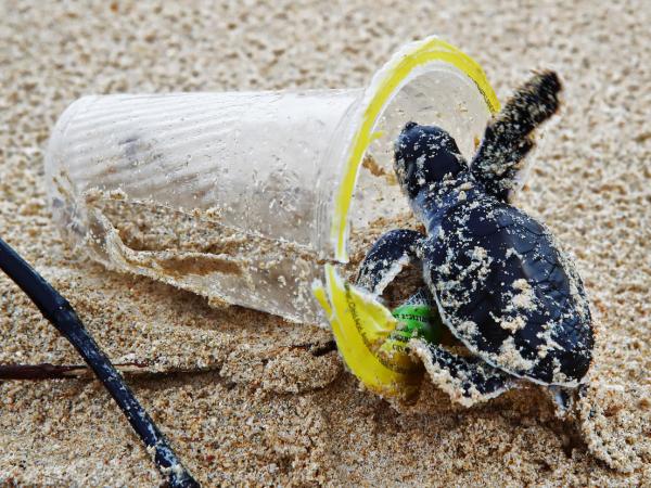 Kleine grüne Meeresschildkröte in einem Plastikbecher am Strand