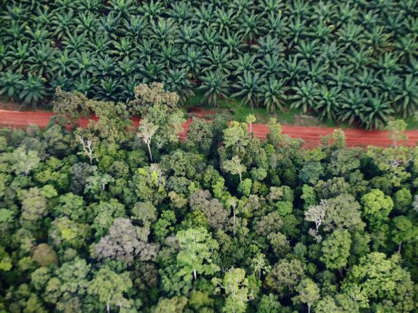 Waldzerstörung in Indonesien