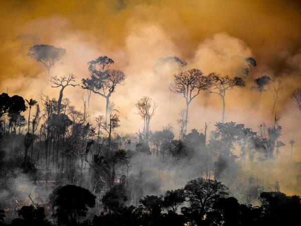 Waldbrand im Amazonas Regenwald