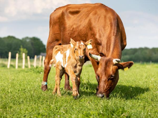 Bio-Milchviehbetrieb in Niedersachsen, Deutschland