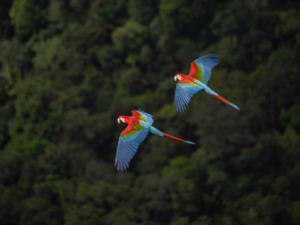 Macaws Flying over Valley in Serra do Aracá, Brazil