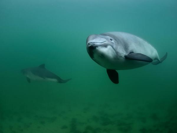 Harbour Porpoise in the Baltic Sea