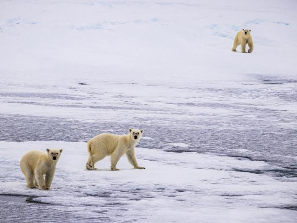Eisbären in Grönland