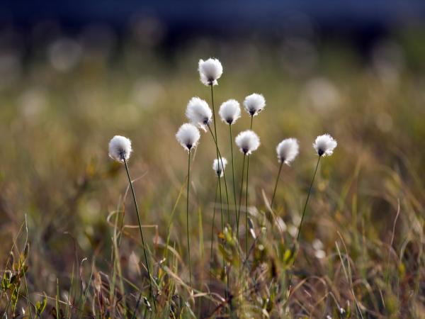 Cotton Grass in Karelia
