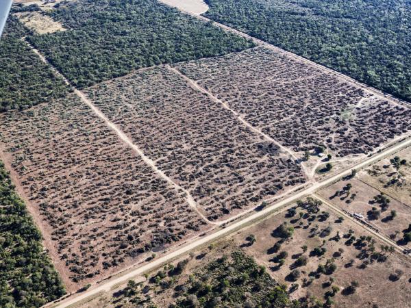 2021 Chaco Forest - illegale Abholzung
