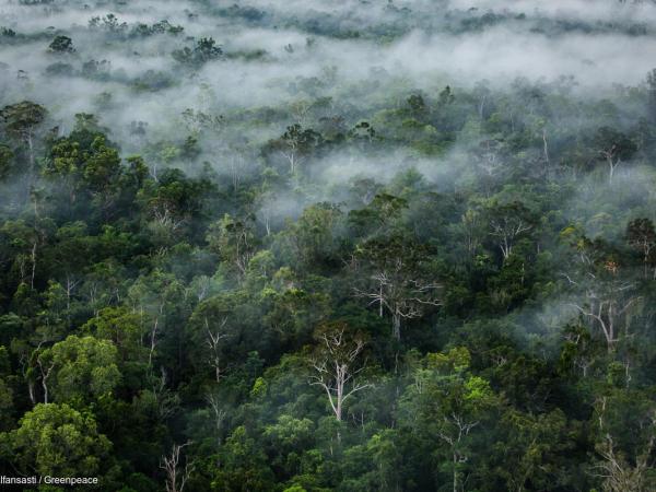 Nebel über Urwald in Papua, Indonesien