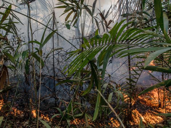Waldbrand im Amazonas