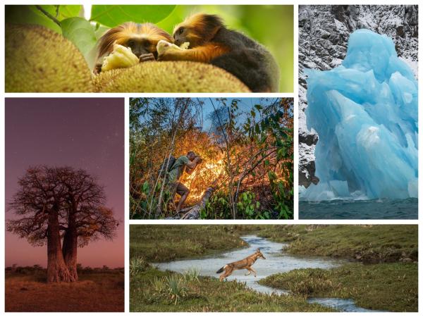 Collage Natur Bilder von Markus Mauthe