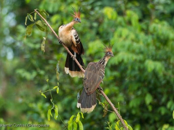 Zwei Hoatzine im Amazonas Regenwald