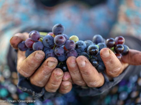 Rote Weintrauben aus Bio-Landbau