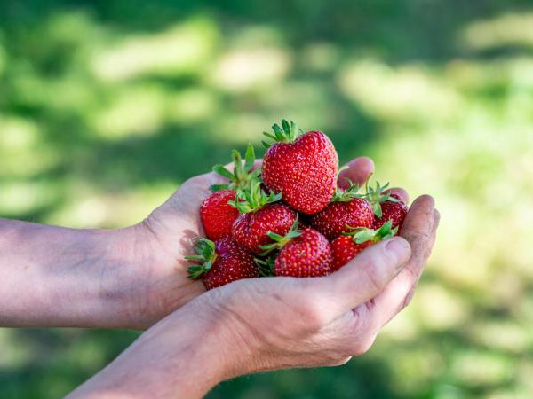 Eine Hand voll Erdbeeren