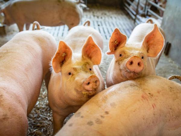 Schweine in offener Stallhaltung in Niedersachsen