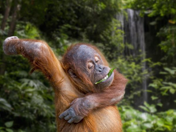 Junger Sumatra-Orang-Utan isst ein Blatt und krault sich unter der Achsel