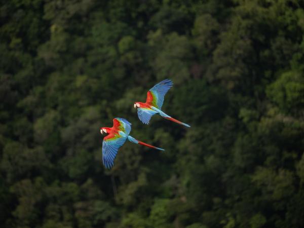 Zwei Scharlacharas fliegen über den Amazonas Regenwald