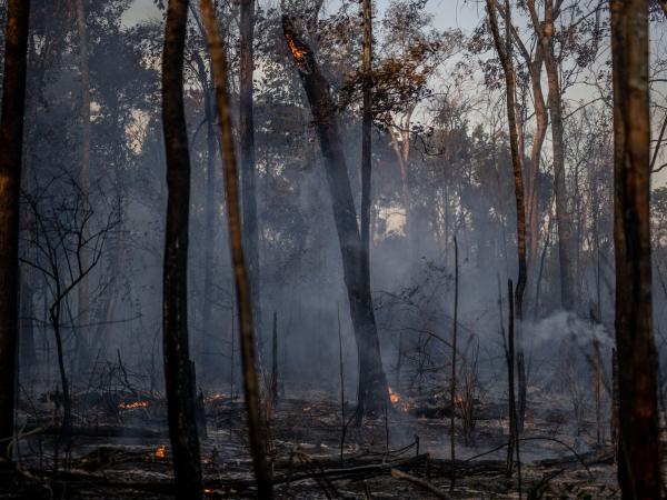 Brennender Wald im Amazonas