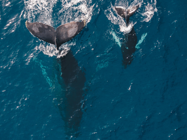 Wal mit Kalb an der Wasseroberfläche