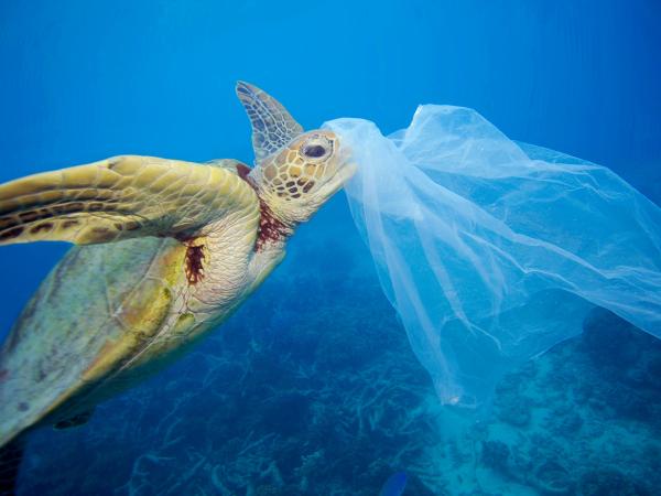 Plastik am Kopf einer Schildkröte unter Wasser