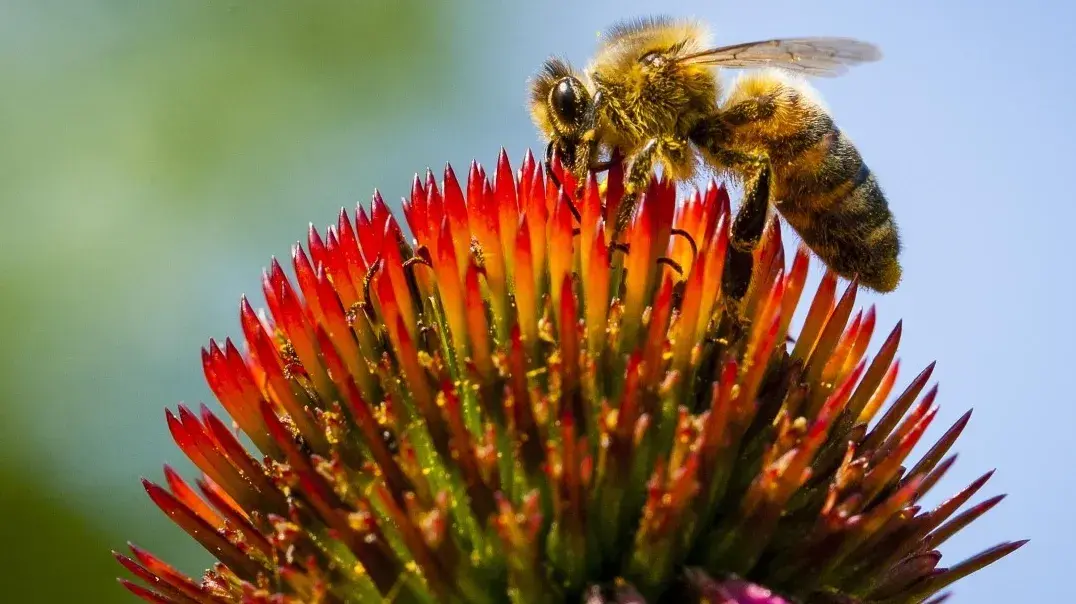 Geschenkspende-Urkunde: Biene auf einer Blume