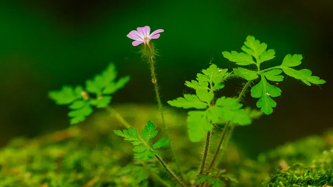 Vorschaubild: Kleine Pflanze mit Blüte