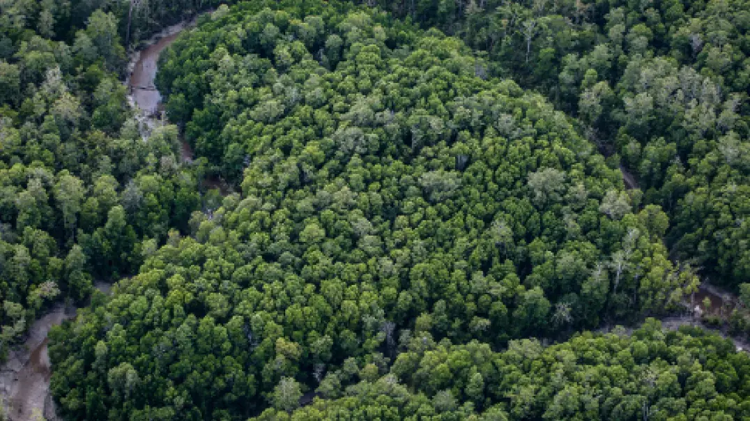 Vorschaubild: Wald mit Herzform