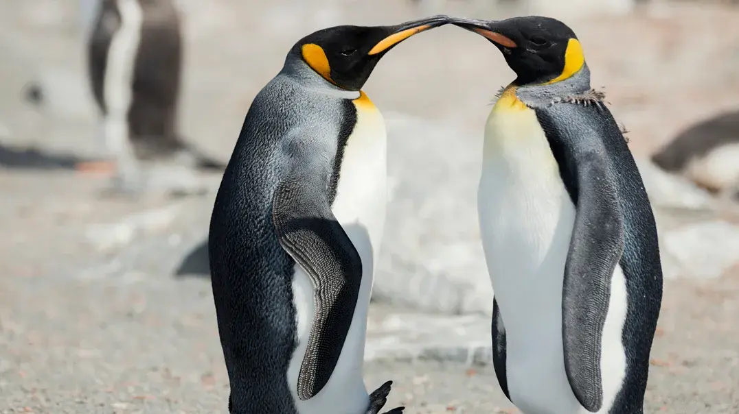 Vorschaubild: Zwei Königspinguine