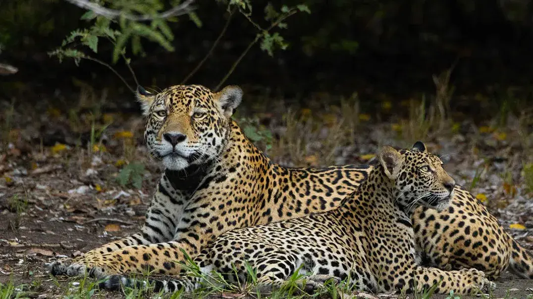 Zwei Jaguare liegen auf der Erde im Pantanal in Brasilien