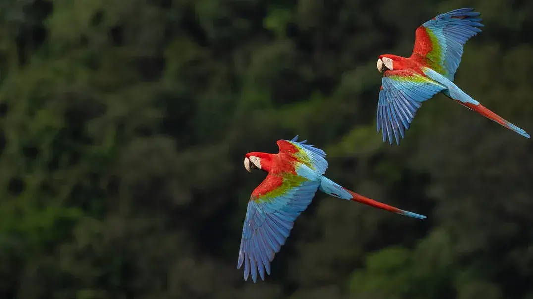 Zwei Grünflügelaras fliegen über den Tälern der Serra do Aracá im Bundesstaat Amazonas.