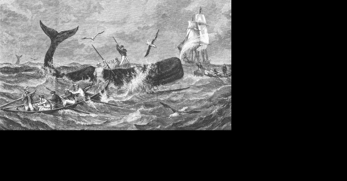 Walfang die Geschichte einer Katastrophenserie Greenpeace